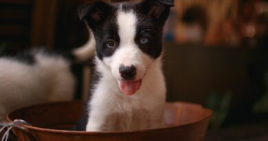 Border Collie filhote