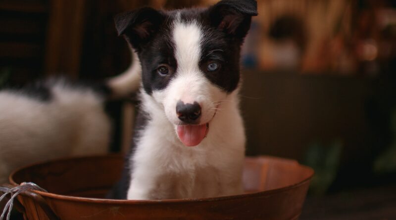 Border Amigo: Border Collie, mais que uma raça uma paixão!!!