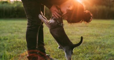 Domesticação dos cachorros