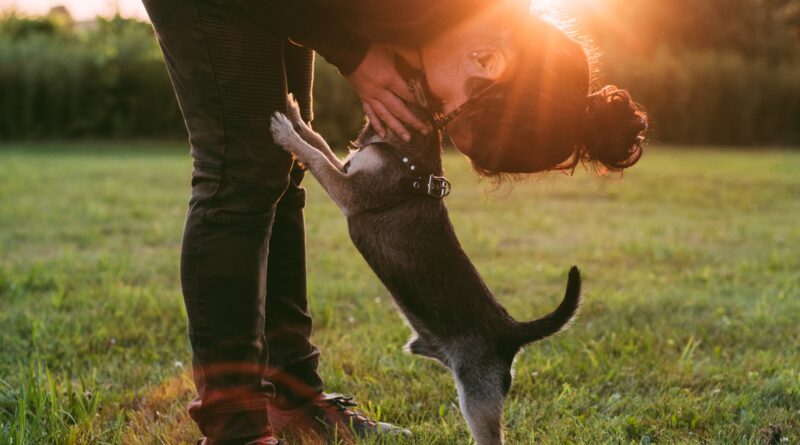 Domesticação dos cachorros