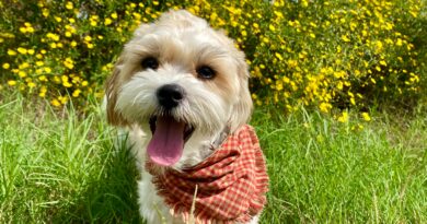 Shih Tzu cão companheiro