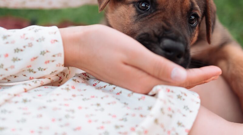 Cachorro pode comer OVO? Benefícios e preparação