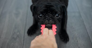 7 Curiosidades sobre a raça Pug