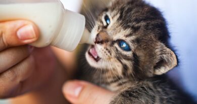 Gatinho tomando mamadeira.