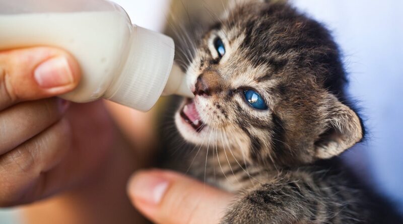 Gatinho tomando mamadeira.