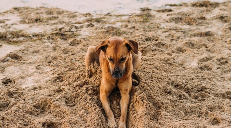 Seu cachorro enterra comida? Qual será o motivo dessa travessura?