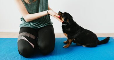 Cachorro utilizando tapete higiênico