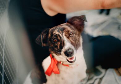 ONGs para você ajudar os animais do Rio Grande do Sul