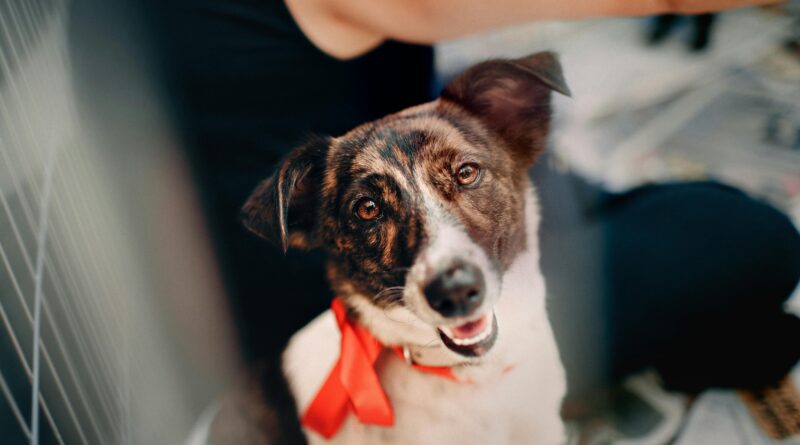 ONGs para você ajudar os animais do Rio Grande do Sul